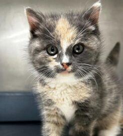 Bethel Animal Hospital 