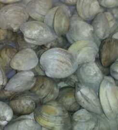High Tide Low Tide Seafood 